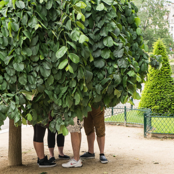 Arbre  à jambes