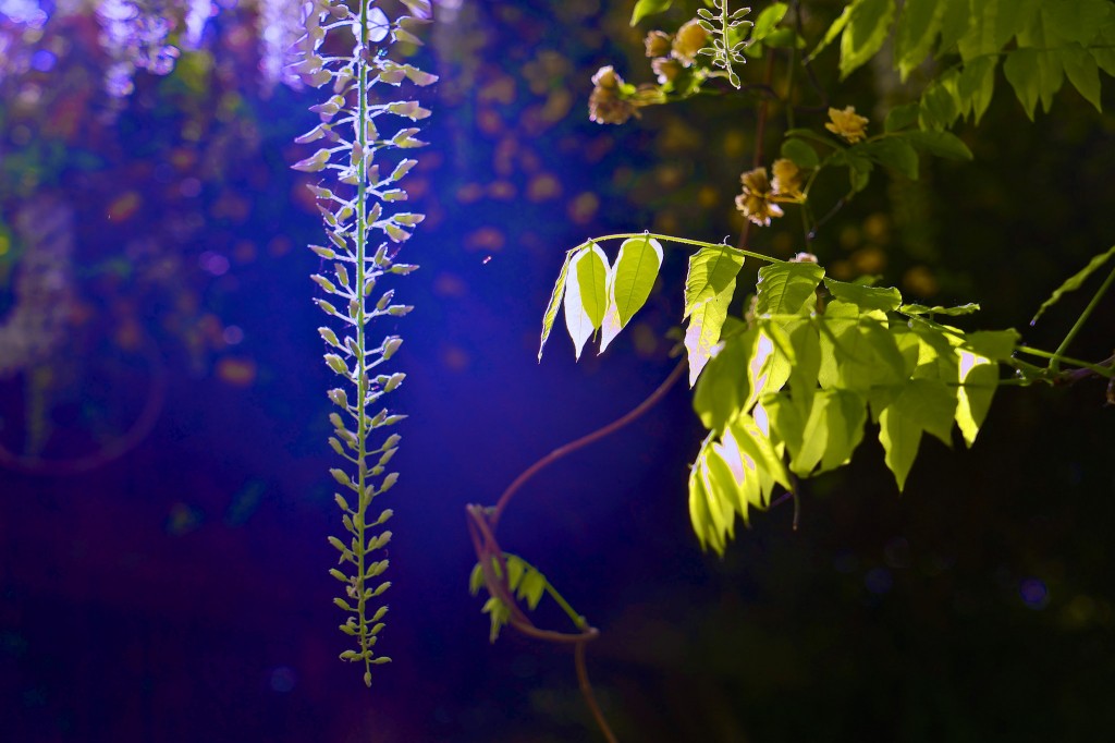 L'air embaume le souffle des fleurs
