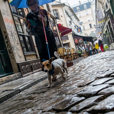 Juillet Il faut promener Toutou